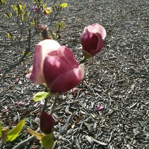 Meet your Posher, Ofelia